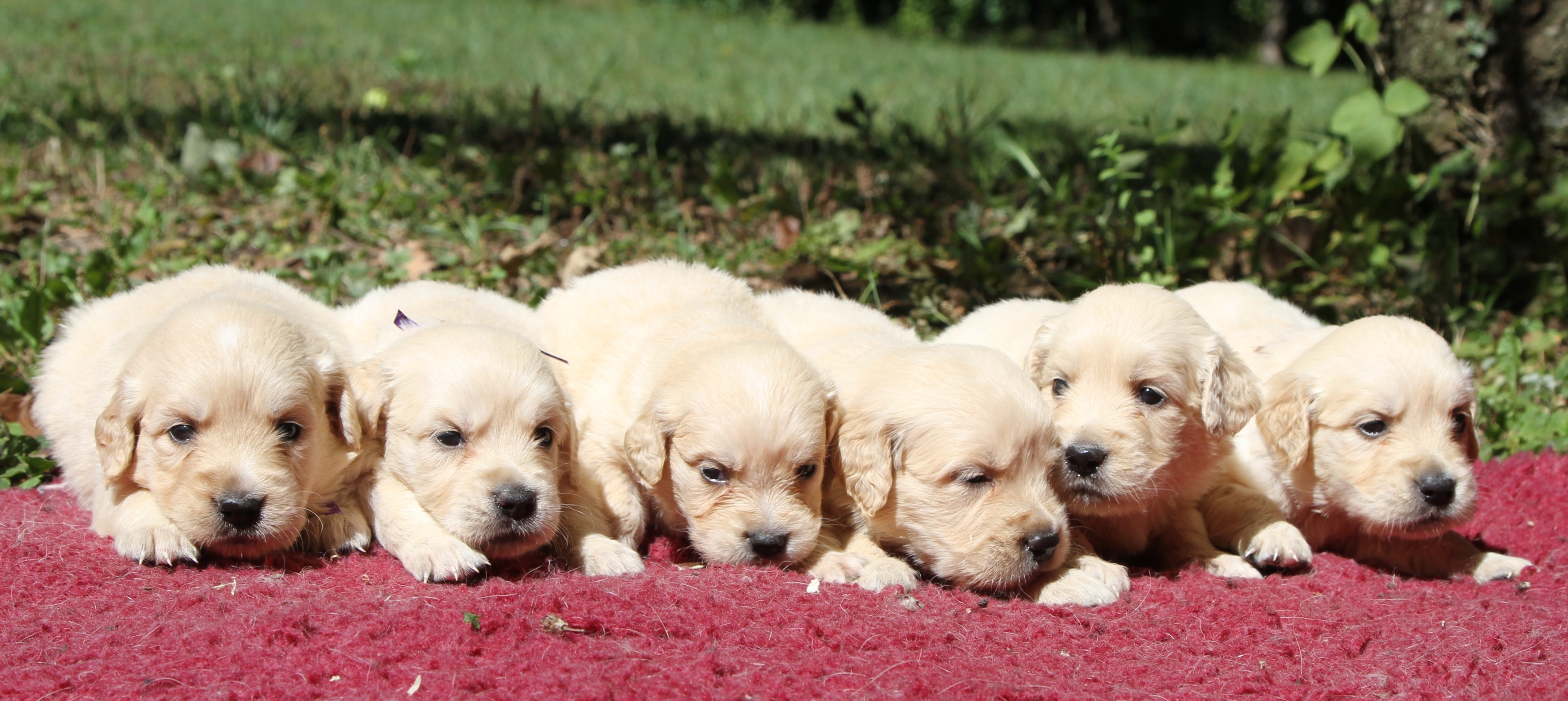 Nouvelles photos des chiots de Mémère et Vegas