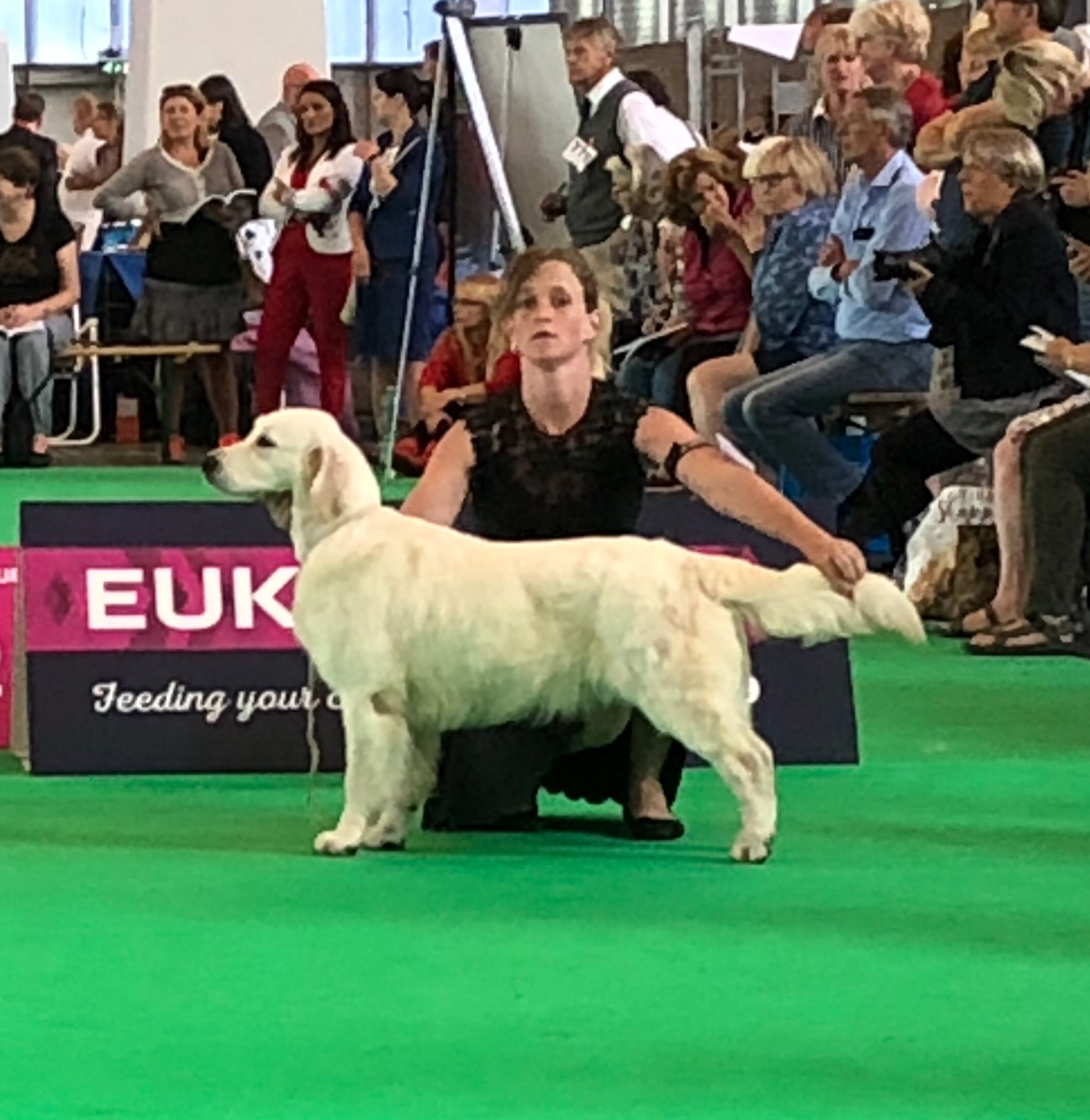 World Dog Show 2018 Amsterdam