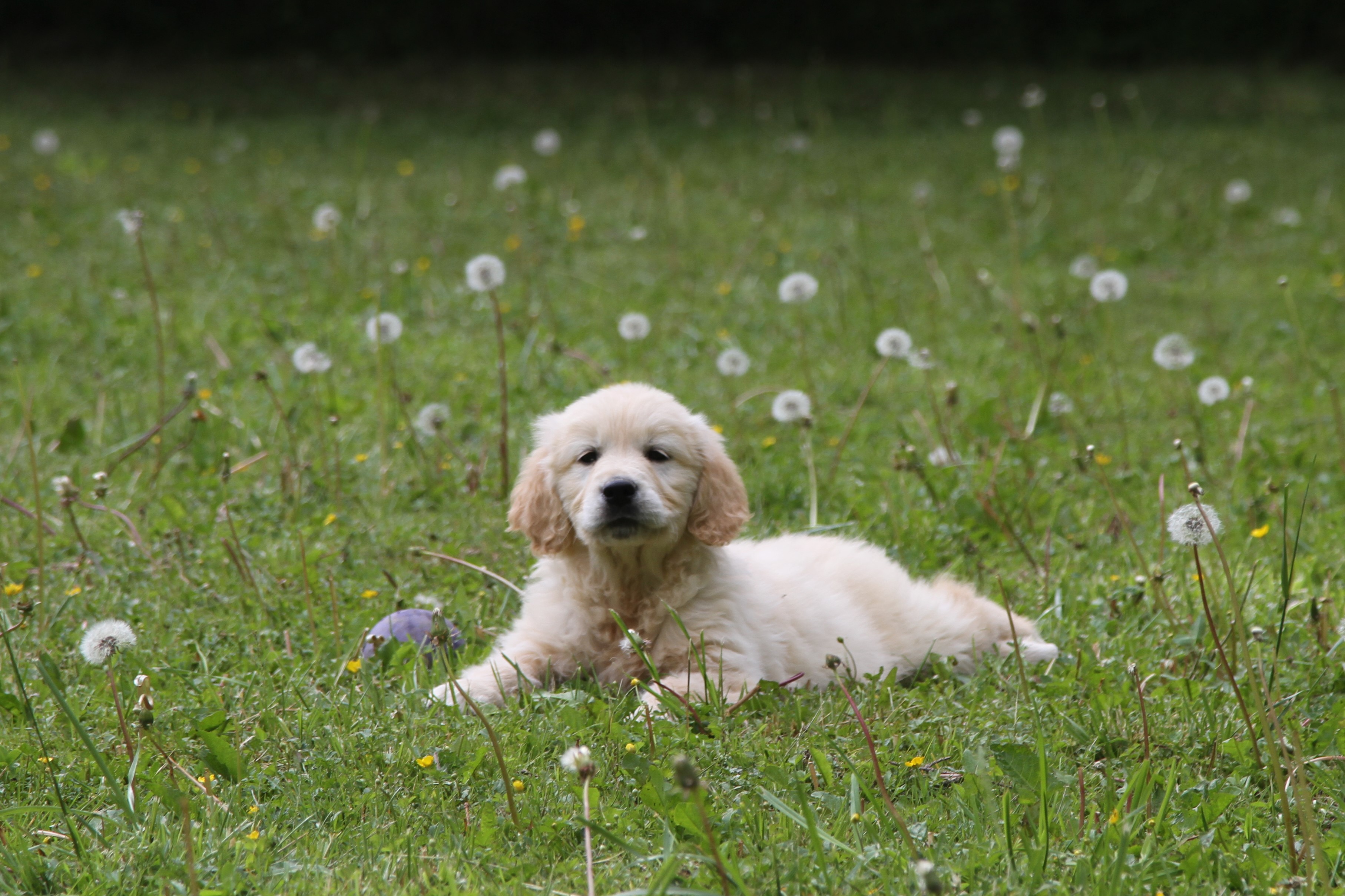 Nouvelles photos des chiots