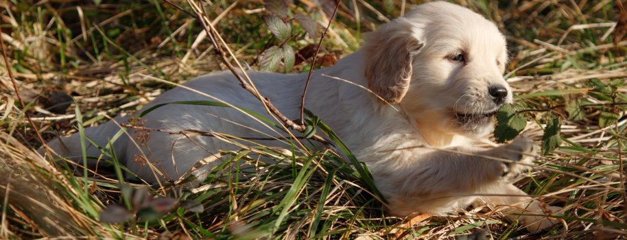 Des nouvelles photos de nos chiots disponibles