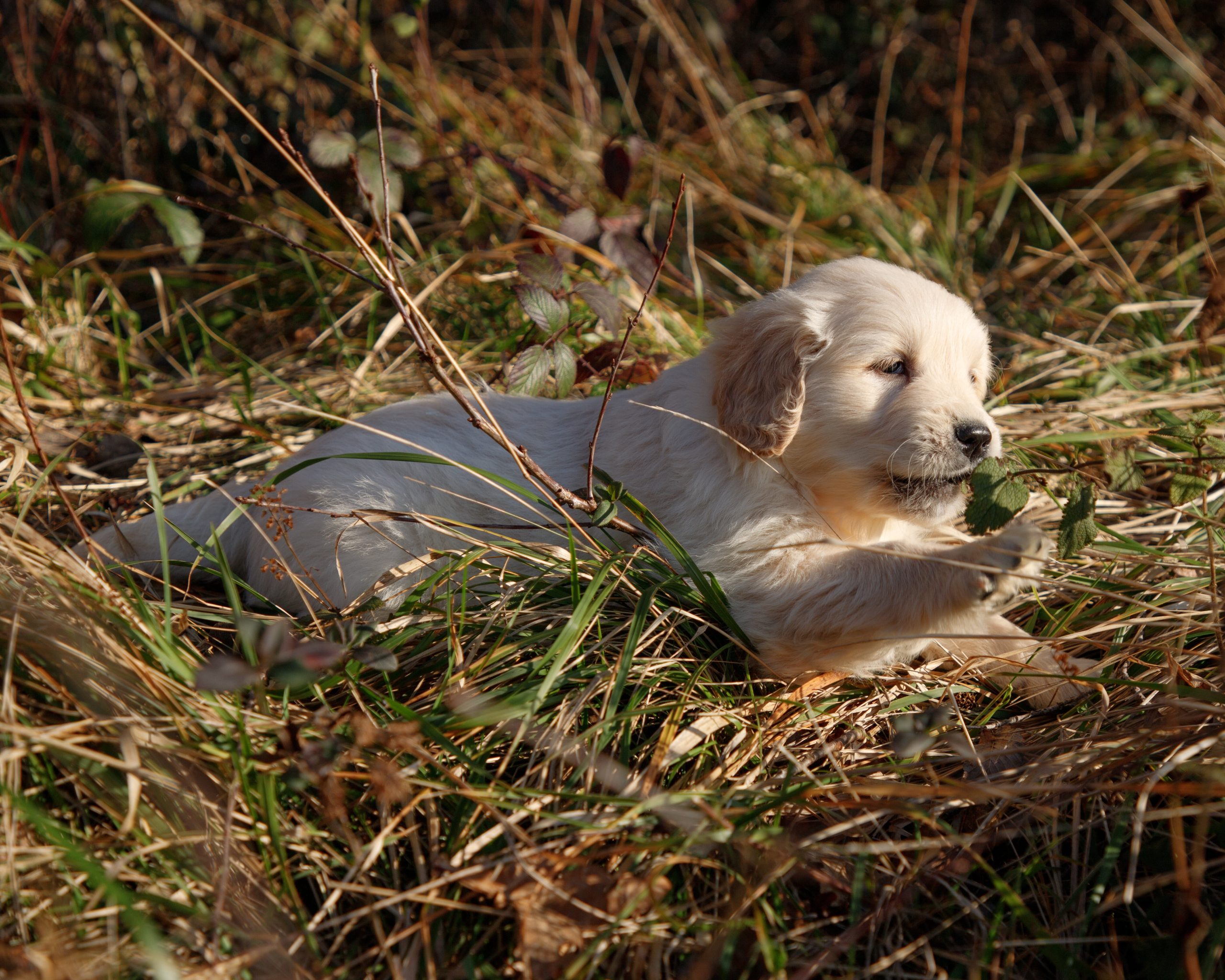 Des nouvelles photos de nos chiots disponibles